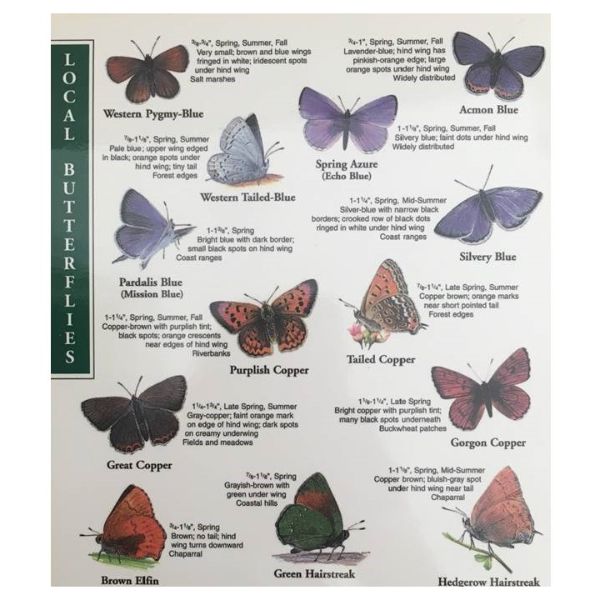 Local Butterflies & Wildflowers of the Monterey Bay Area
